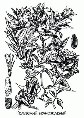   - Gelsemium nitidum Mich. Gelsemium sempervirens Ait.