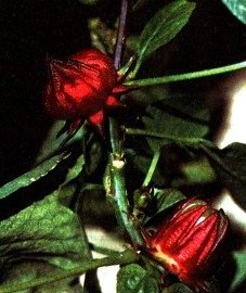   ( ) - Hibiscus syriacus L // Hibiscus chinensis DC