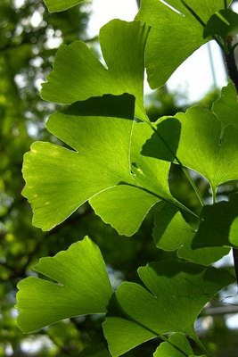   - Ginkgo adiantoides Brgt. // Ginkgo biloba L. Mant.