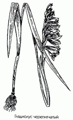  ( ,  ) - Gladiolus imbericatus L.