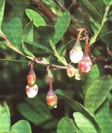  - Vaccinium uliginosum L.