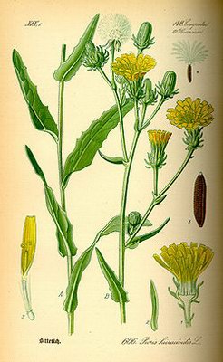   ( ) - Picris hieracioides L.