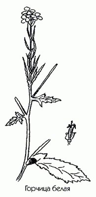 Горчица белая - Brassica alba L // Sinapis alba L.