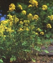 ������� ������ - Brassica nigra L.