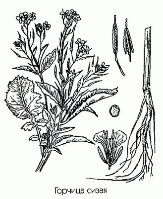   ( ) - Brassica juncea L.