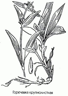 Горечавка крупнолистная - Gentiana macrophylla Pall.