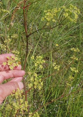   - Peucedanum alsaticum L.