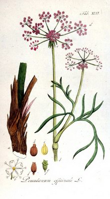   - Peucedanum officinalis L.