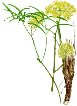 �������� ��������� (���������) - Peucedanum morisonii Bess, et Schult.