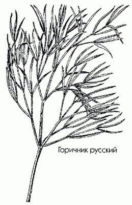   ( ) - Peucedanum ruthenicum MB