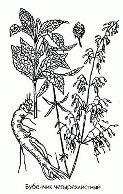 �������� ��������� - Adonis apennina L.