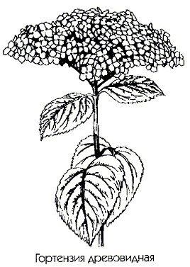   - Hydrangea arborescens L.