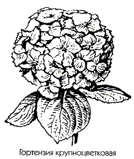   - Hydrangea macrophylla Ser.