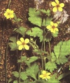   ( , ) - Geum caryophyllata Gill. // Geum urbanum L.