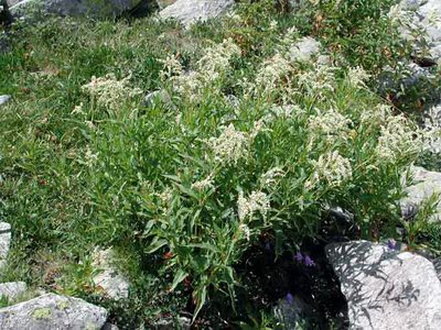   () - Polygonum alpinum (All.) Kit.