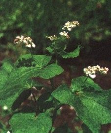 ������� �������� (������� ���������) - Fagopyrum esculentum Moench. Fagopyrum sagittatum Gilib.