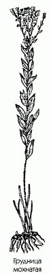   (,  ) - Linosyris villosa DC
