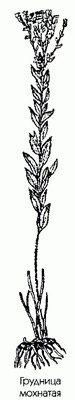   (,  ) - Linosyris villosa DC