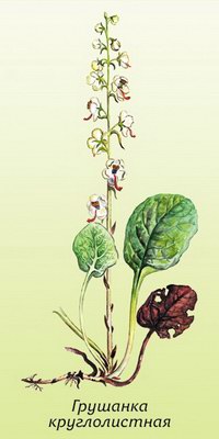   - Pyrola rotundifolia L.