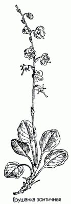 �������� ��������� (��������� ���������) - Pyrola umbellata L.