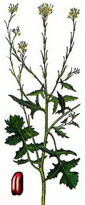   (,  ) - Sisymbrium officinale (L.) Scop.