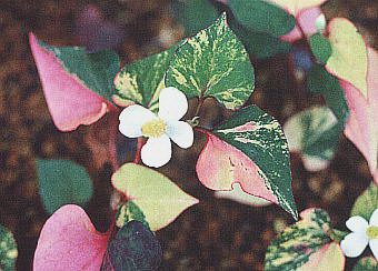   - Houttuyania cordata Thunb.