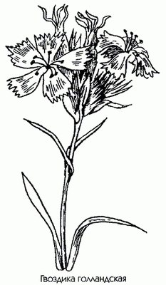   ( ) - Dianthus caryophyllus L