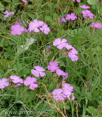   - Dianthus campestris M.B.