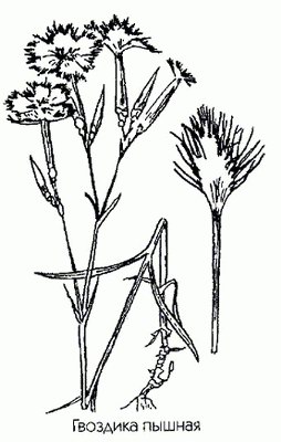 Гвоздика пышная (костолом, дрема) - Dianthus superbus L