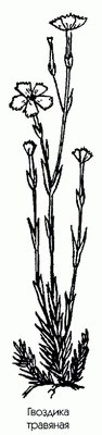 Гвоздика травяная - Dianthus deltoides L.