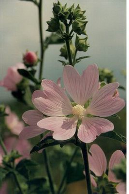   ( ) - Lavatera thuhngiaca L.