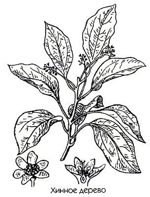 Хинное дерево (цинхона красноватая) - Cinchona succirubra Pavon.
