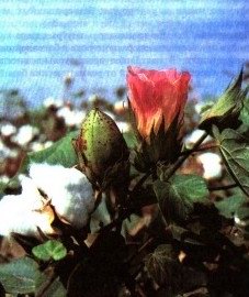 Хлопчатник обыкновенный - Gossypium herbaceum L