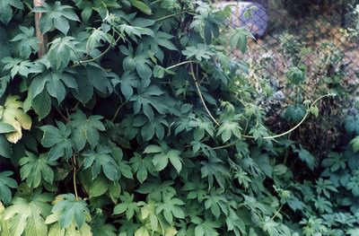   ( ) - Humulus scandens Merr. Humulus japonica Sieb. et Zucc.