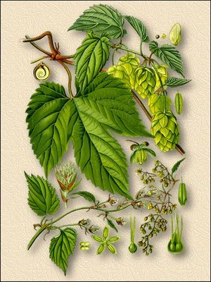   - Humulus lupulus L