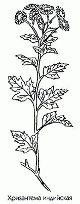   ( ) - Chrysanthemum indicum L. Dentramthema indica L.