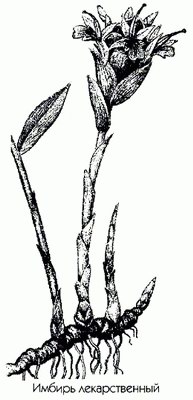 ������ ������������� - Zingiber officinale Roscoe.