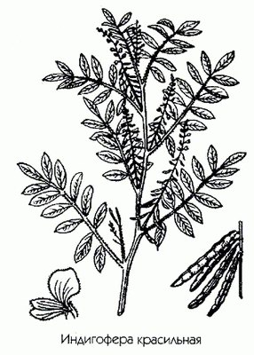   - Indigofera tinctoria L.