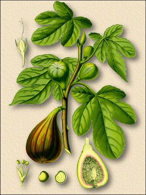   (,  ) - Ficus carica L.