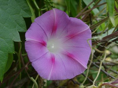  ( ) - Ipomoea hederacea Jacq.