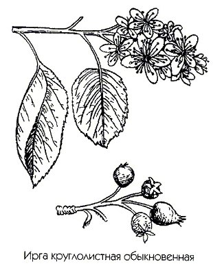 ���� ������������� ������������ - Amelanchier rotundifolia Dum.