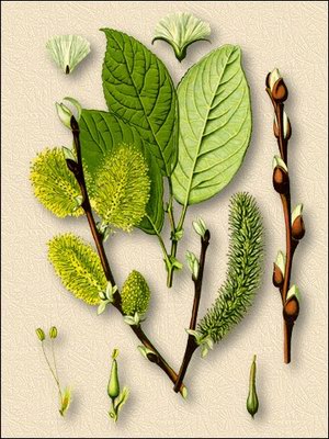   () - Salix alba L.