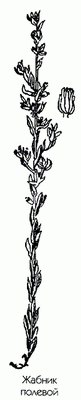 ������ ������� (��������) - Filago arvensis L // Logfia arvensis L. Holub.