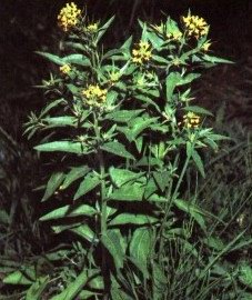   - Erysimum cheiranthoides L.