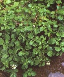 ������ ������������� (������ ������) - Nasturtium officinale R. Br. // Rorippa nasturtium-aquaticum (L.) Hayek
