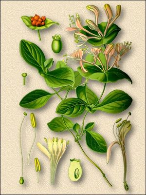   () - Lonicera caprifolium L.