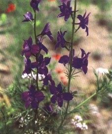   ( ) - Consolida regalis S.F. Gray // Delphinium consolida L