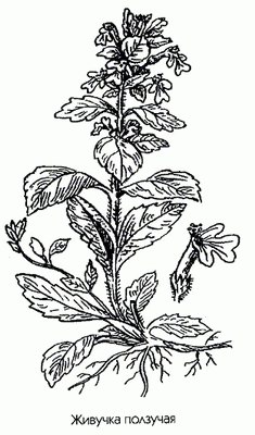 ������� �������� (�������) - Ajuga reptans L.