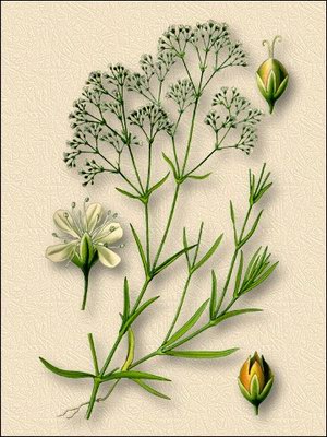   (-, ) - Gypsophila paniculata L.