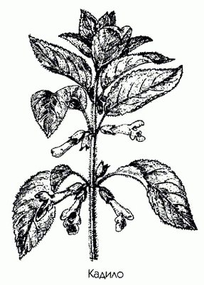 ������ - Melittis melissophyllum L.